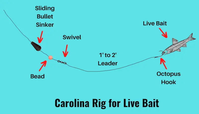 Image of Carolina rig with live bait