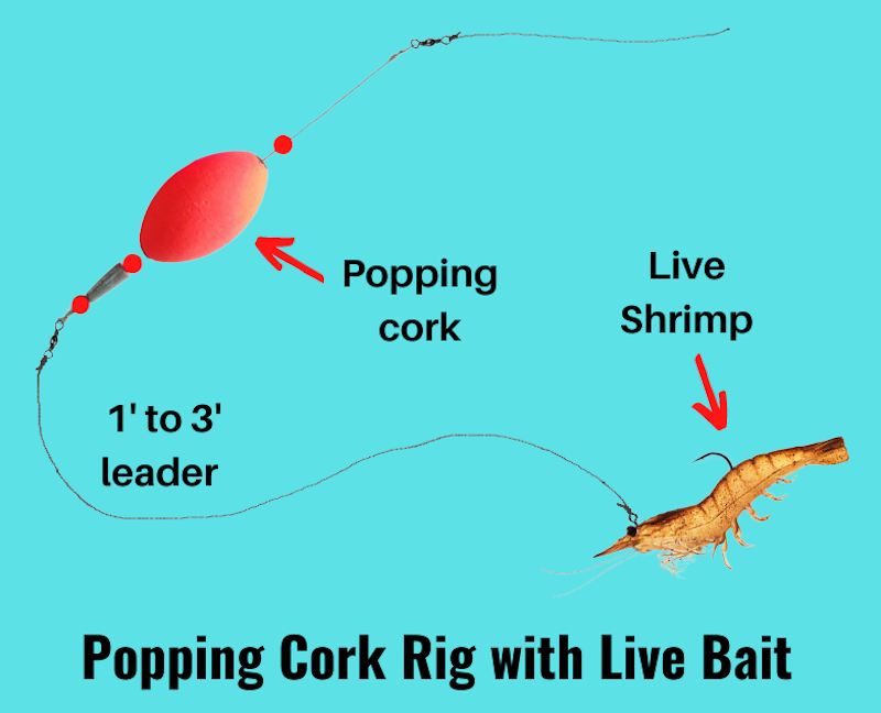 Image of popping cork rig baited with live shrimp
