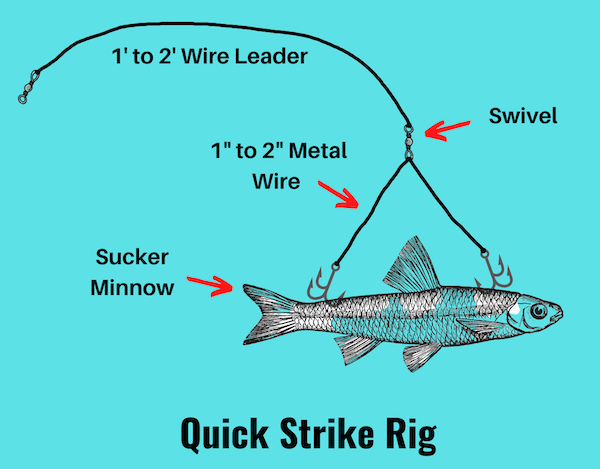 Image showing quick strike rig baited with large live bait