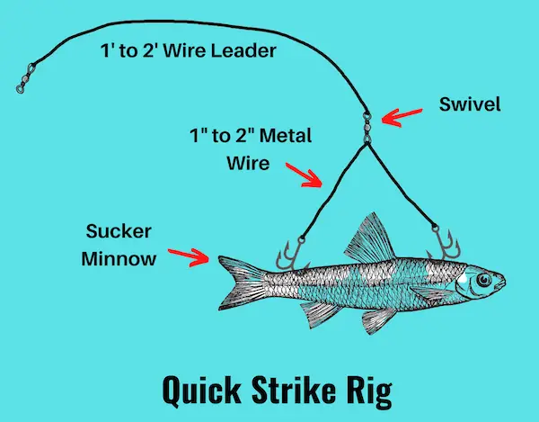 Image showing quick strike rig baited with large live bait