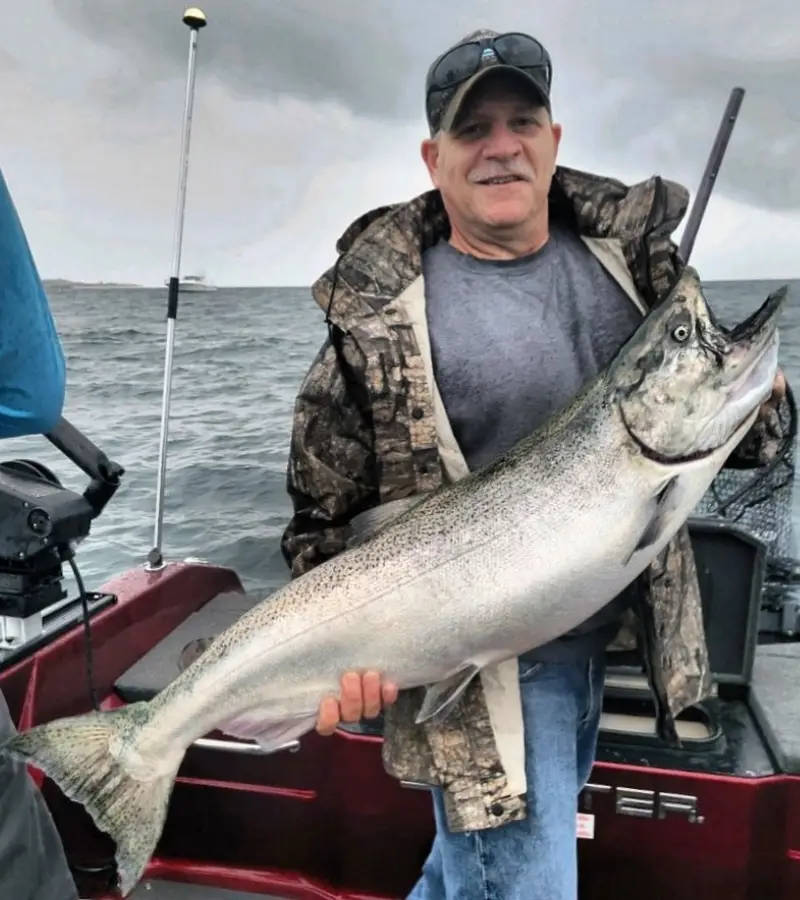 King Salmon caught in Lake Michigan with a hoochie rig