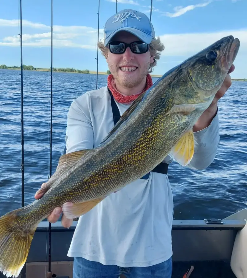 Photo of large walleye caught with dipsy diver setup