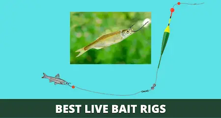 5 Types Of Live Bait Rigs (That Will Catch Fish Anywhere)