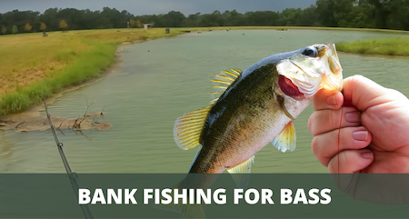 Bank Fishing for Bass (Maximize Your Success from the Shore)