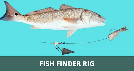 Fish Finder Rig 101 (Rigging & Fishing Guide with Pictures)