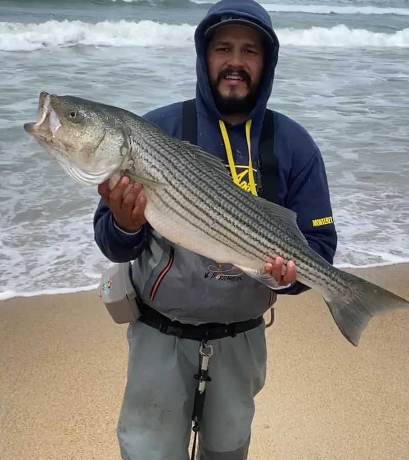 Photo of an angler holding a large striper caught while surf fishing with a fish finder rig