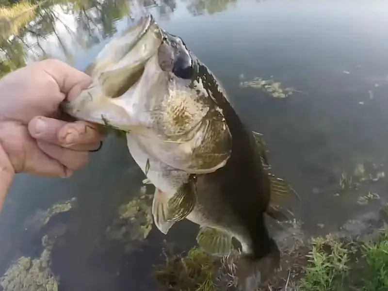 Photo of gorgeous largemouth bass caught from the shore