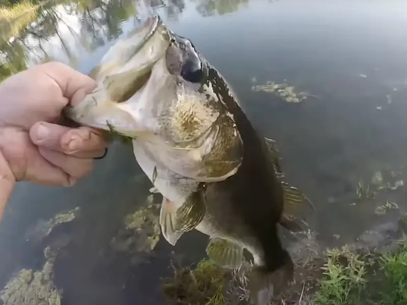 Bank Fishing for Bass (Maximize Your Success from the Shore)