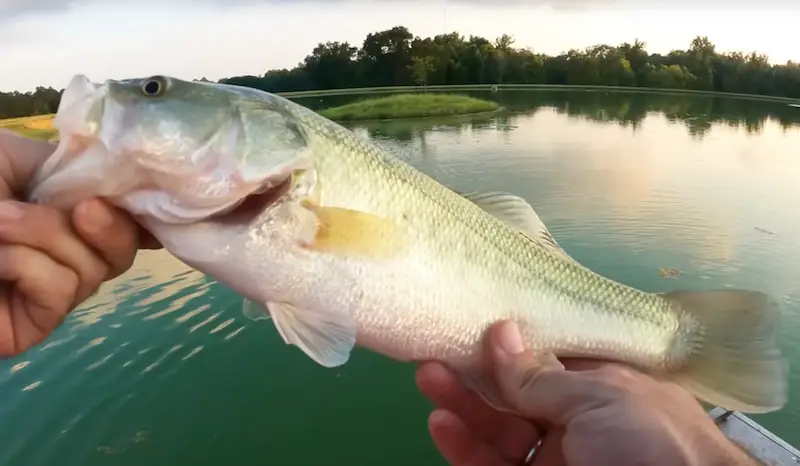 Photo of medium sized bass caught from the bank