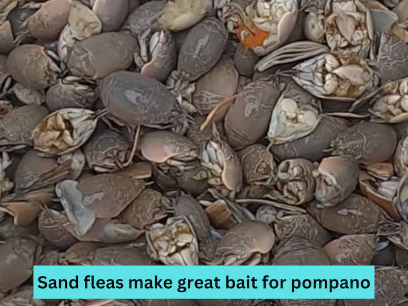 Sand fleas make great bait for pompano