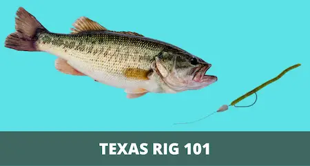 Texas Rig 101 (Setup and Fishing Guide with Pictures)