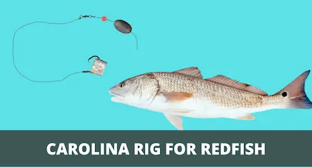 Carolina rig for catching redfish