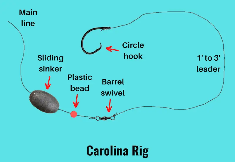 Diagram of saltwater Carolina rig