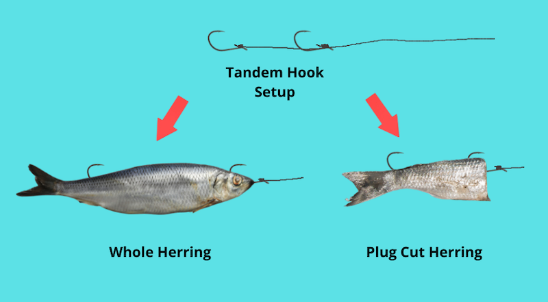 Image showing how to bait a mooching rig for salmon with a whole herring or cut plug herring
