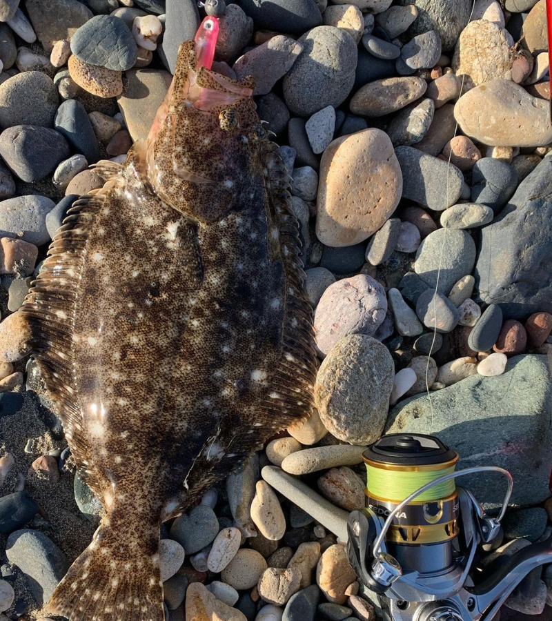Photo of a flounder caught while rock fishing with a jig rig