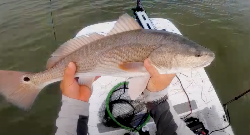 Photo of a redfish caught with a Carolina rig