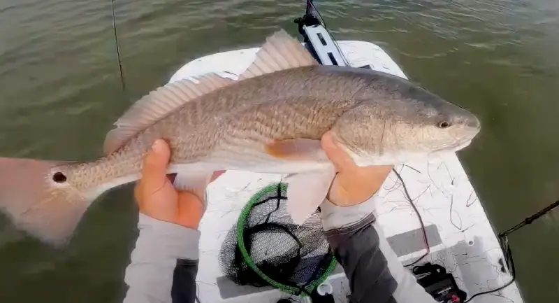 Photo of a redfish caught with a Carolina rig