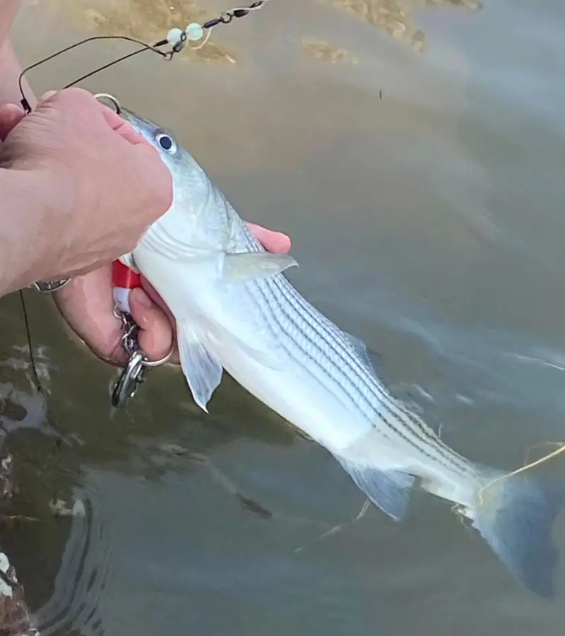 Photo of a small striped bass caught by a novice angler using a jig rig