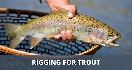 The best trout rigs (setup & fishing guide)